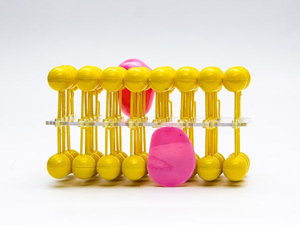 细胞膜流动镶嵌模型组件