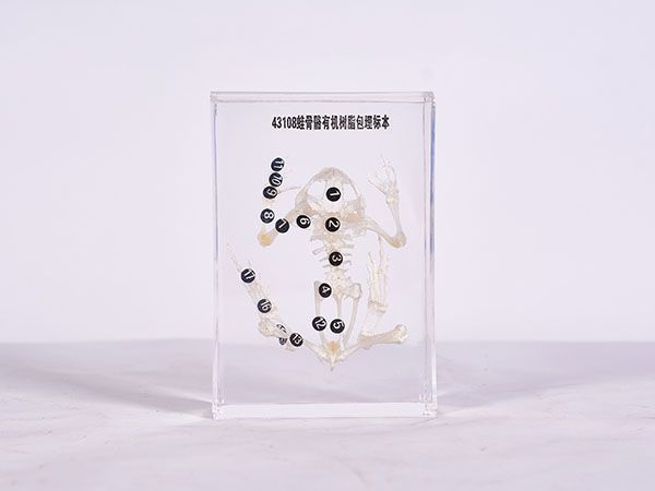 蛙骨骼模型