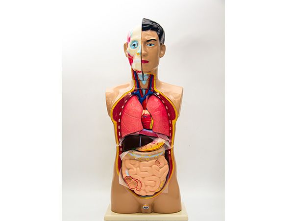 头、颈、躯干模型