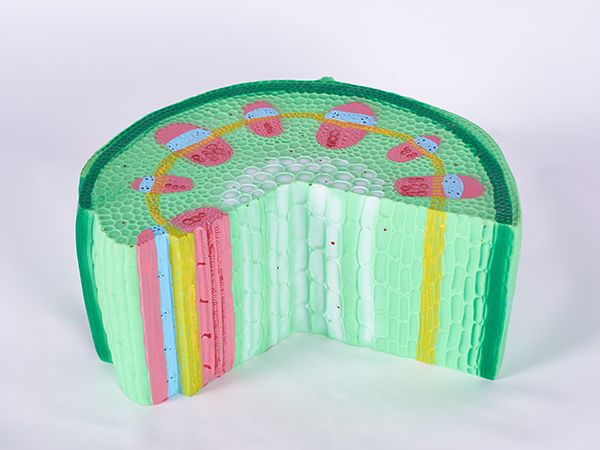 双子叶结构模型