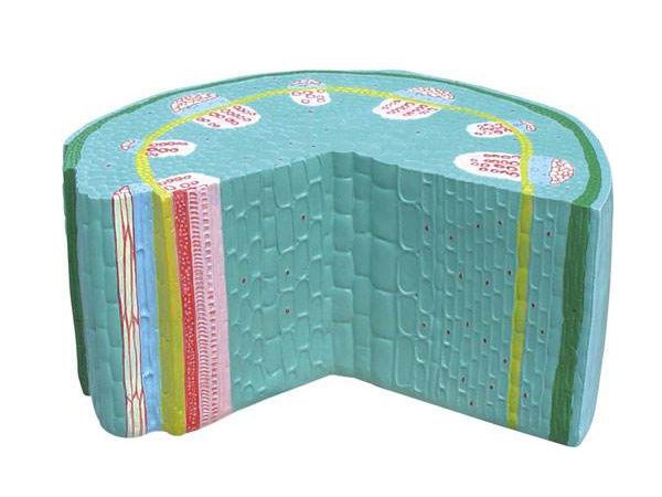 双子叶草本植物茎模型