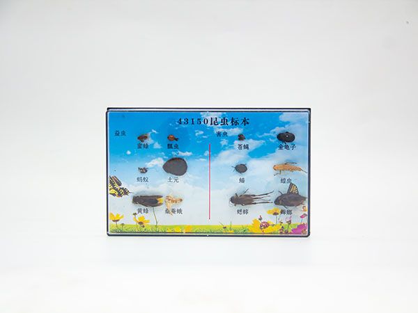 昆虫标本