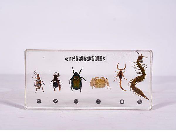 节肢动物标本（包埋）