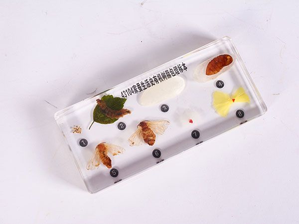 家蚕生活史标本