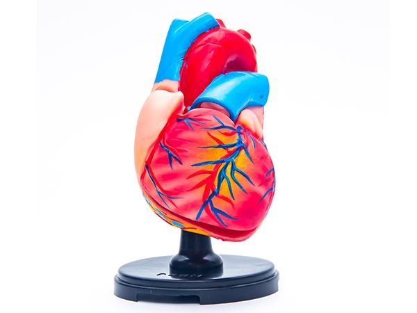 心脏模型（三倍大）