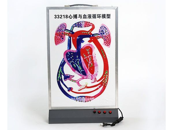 心搏与血液循环模型