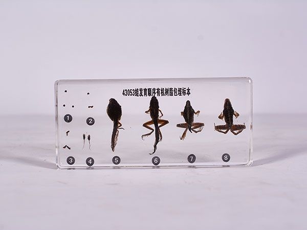 蛙发育顺序标本（包埋）