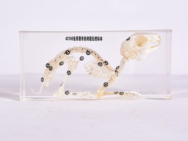 兔骨骼标本（包埋）