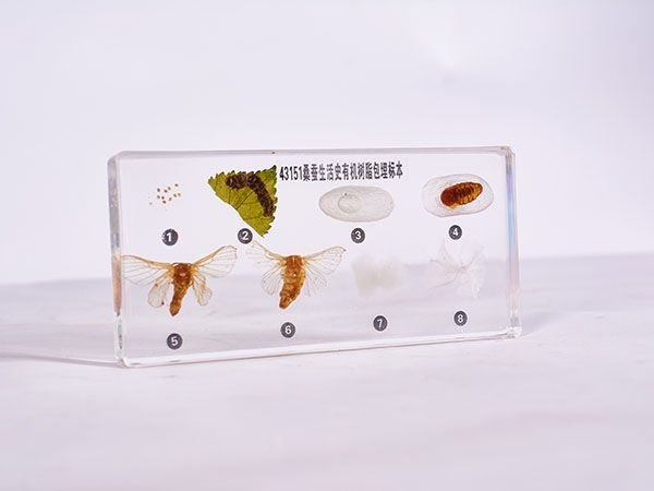 桑蚕生活史标本（包埋）