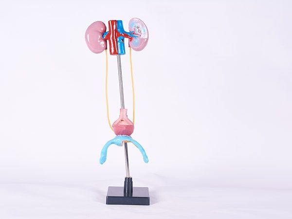 女性泌尿生殖系统模型