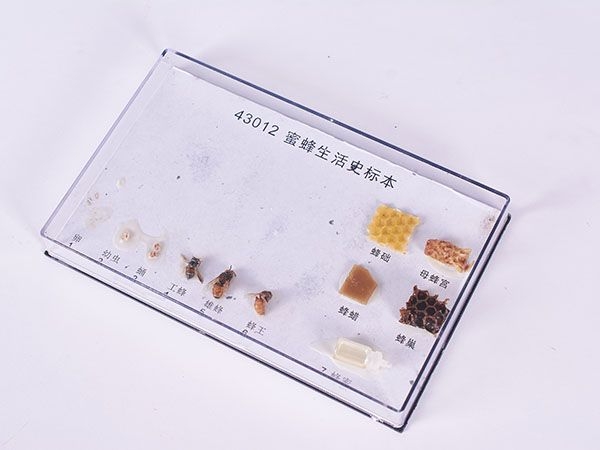 蜜蜂生活史标本