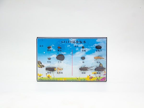 昆虫标本