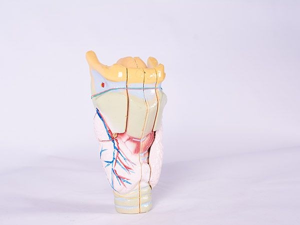 喉解剖模型