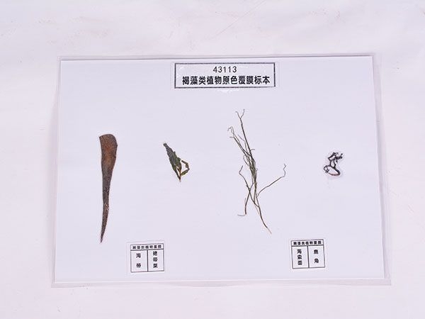 褐藻类植物原色覆膜标本