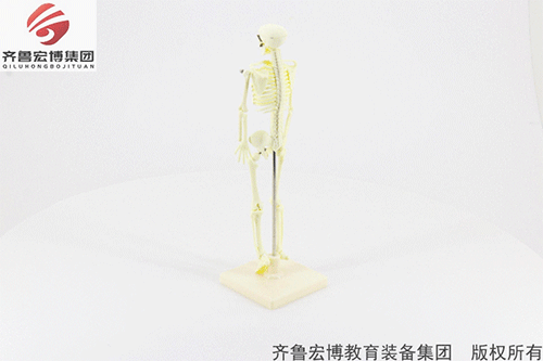 儿童骨骼模型