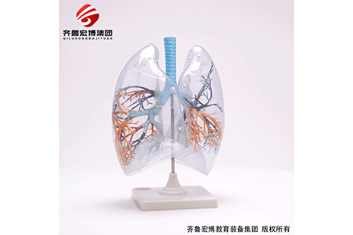 肺结构